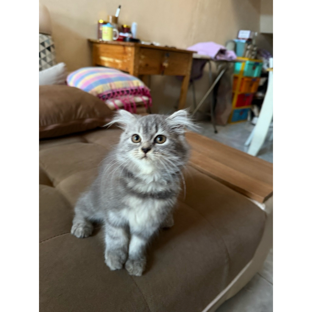 kucing munchkin persia anggora bsh fold