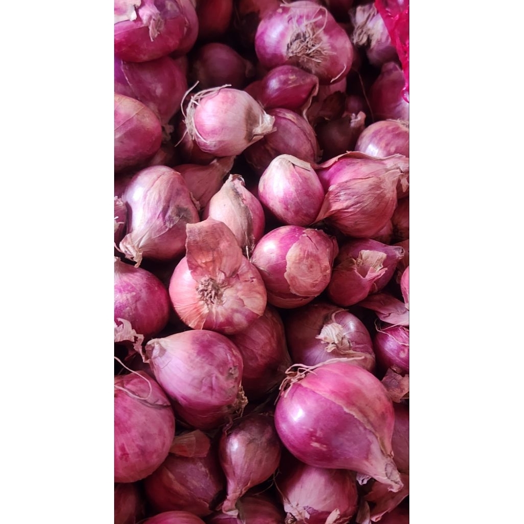 

BAWANG MERAH ORI BIMA SUPER