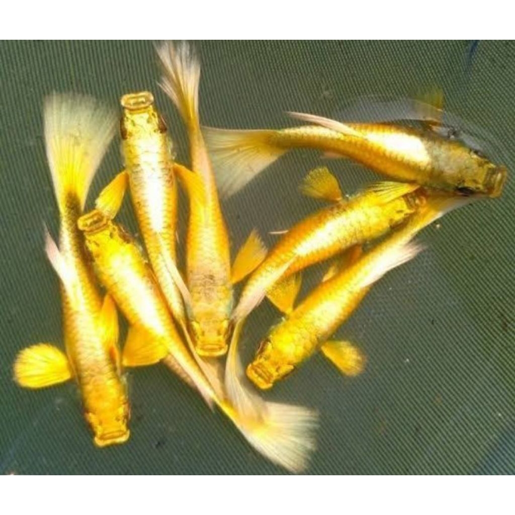 koleksi Guppy super gold induk jantan dan betina