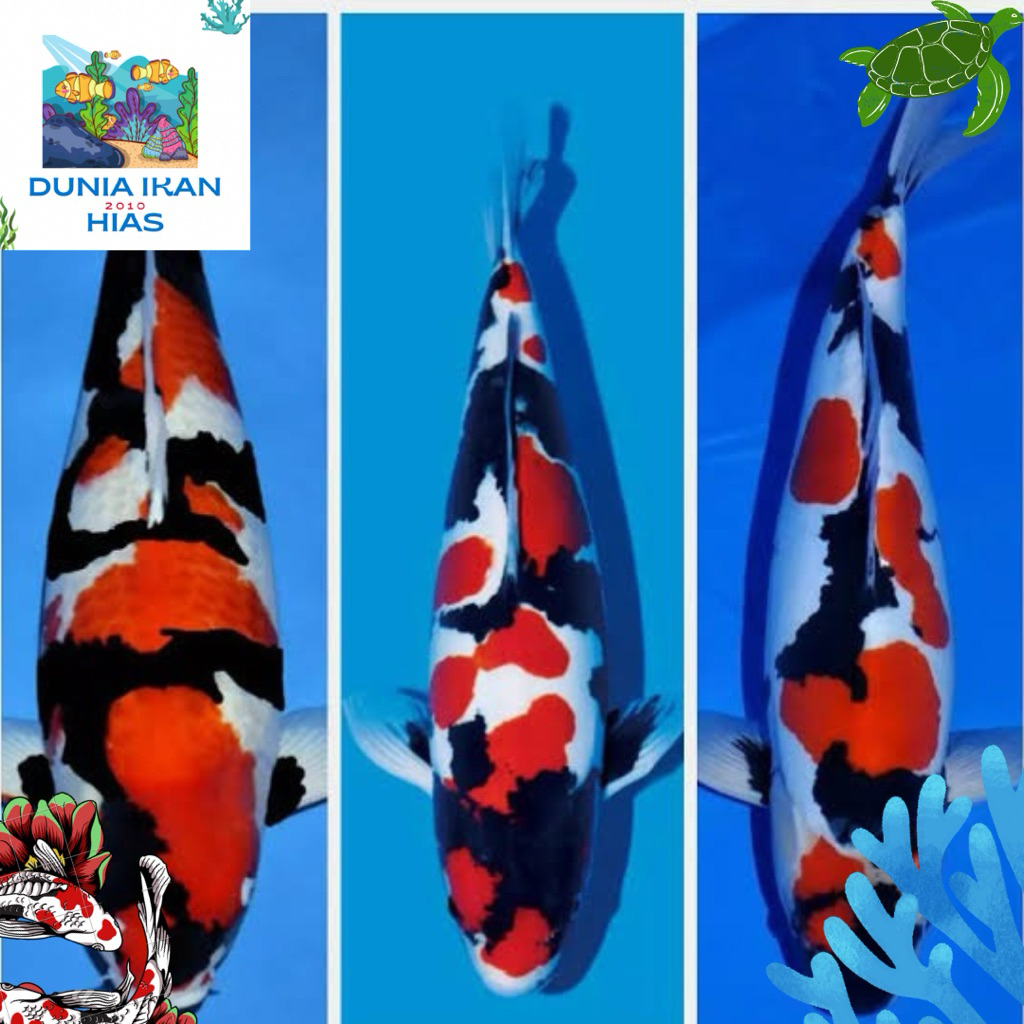 (high quality)sepasang koi showa utsuri 15-20 cm