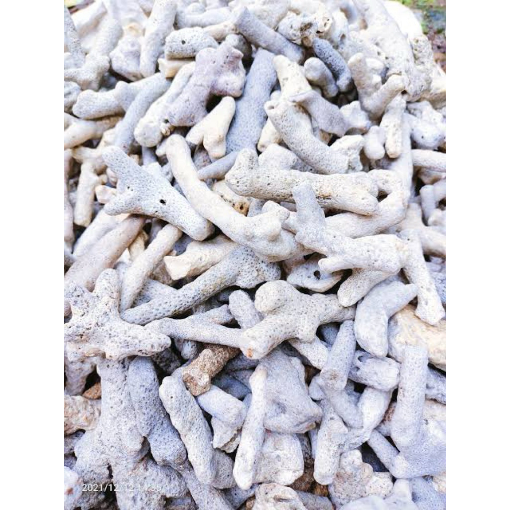 batu karang jahe laut batu laut batu karang aquarium aquascape 1kg