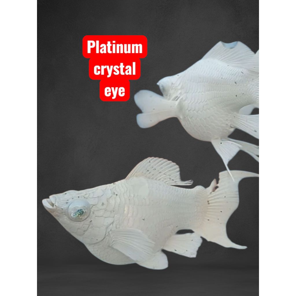 molly ballon platinum crystal eye