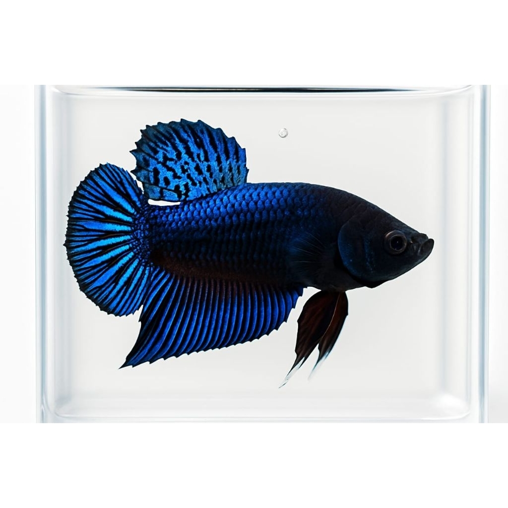 ikan cupang bagan adu super ganas