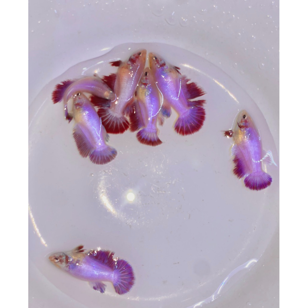 CUPANG HALFMOON ROSETAIL WARNA PINK SOFT BETINA/FEMALE