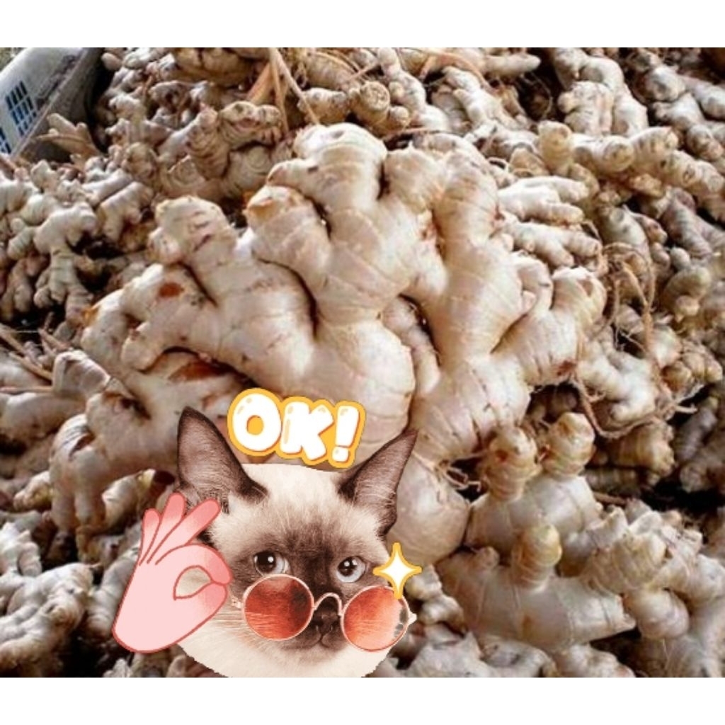 

Jahegajah/Jahegendut ready siap diorder