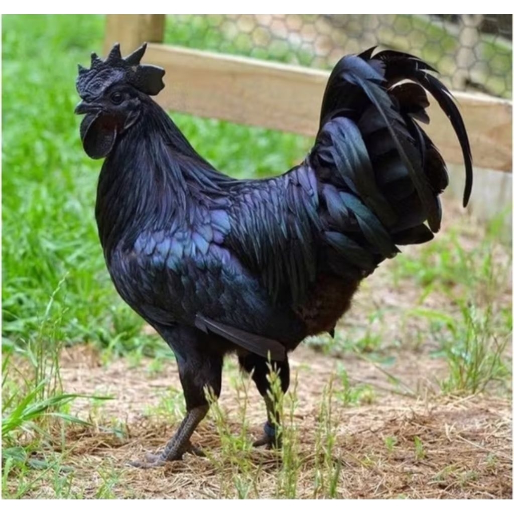 

telur fertil ayam cemani lidah hitam original siap tetas