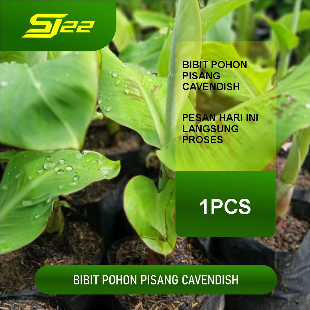 

BIBIT PISANG CAVENDIS SUPER (CEPAT BERBUAH) (JARINGAN BERKUALITAS VALID)