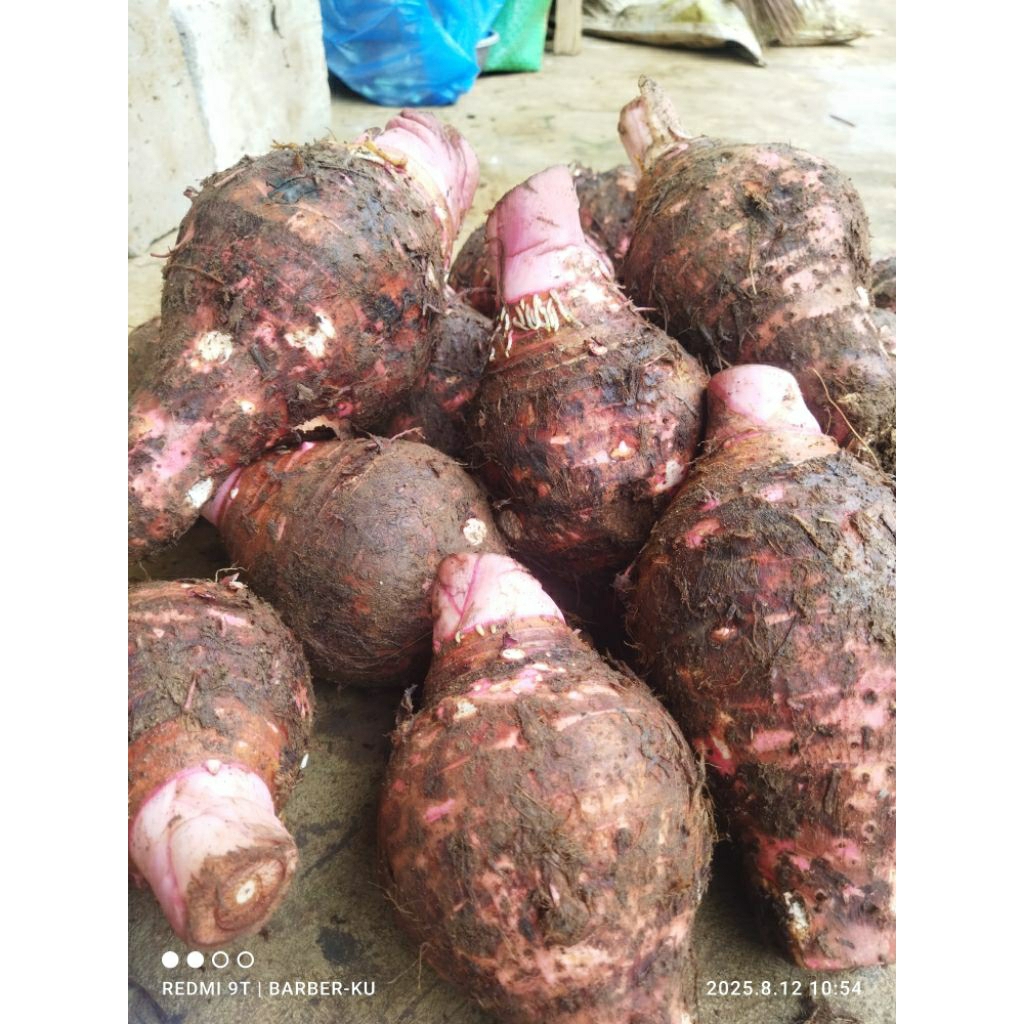 

umbi/Bentul talas ungu bogor/talas Pratama 3,fresh dari kebun,2kg(2-4pcs).tekstur pulen,empuk,super.