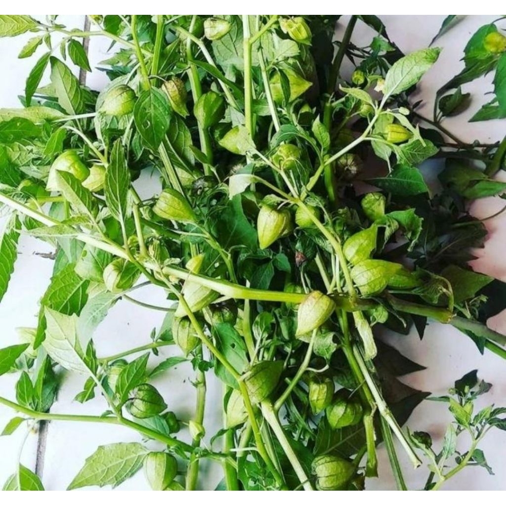 

Paket 800 gram daun ciplukan segar cecenet segar-az