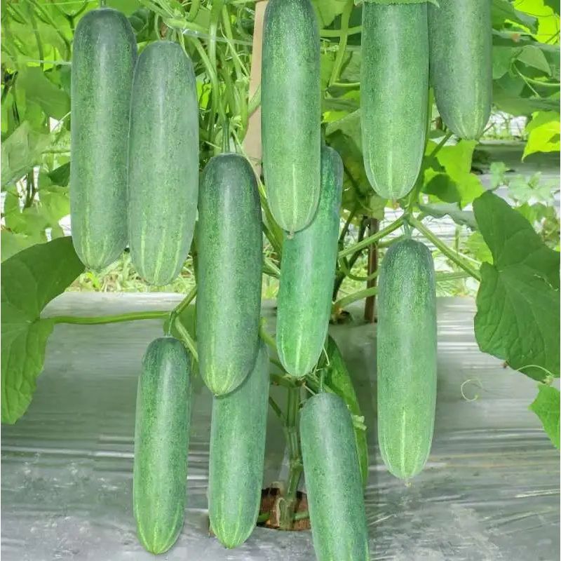 Benih bibit timun hijau unggul  Bibit Mentimun 10 Gram