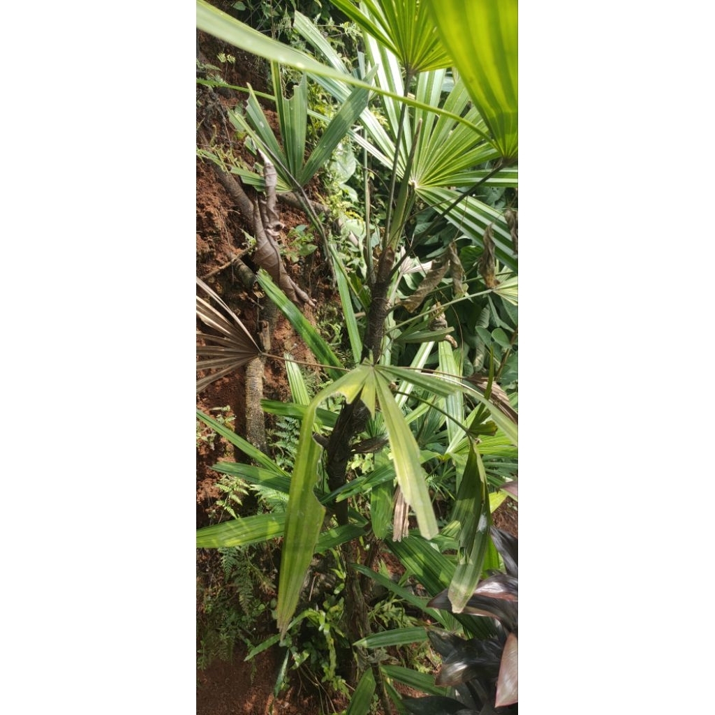 bibit dan pohon waregu