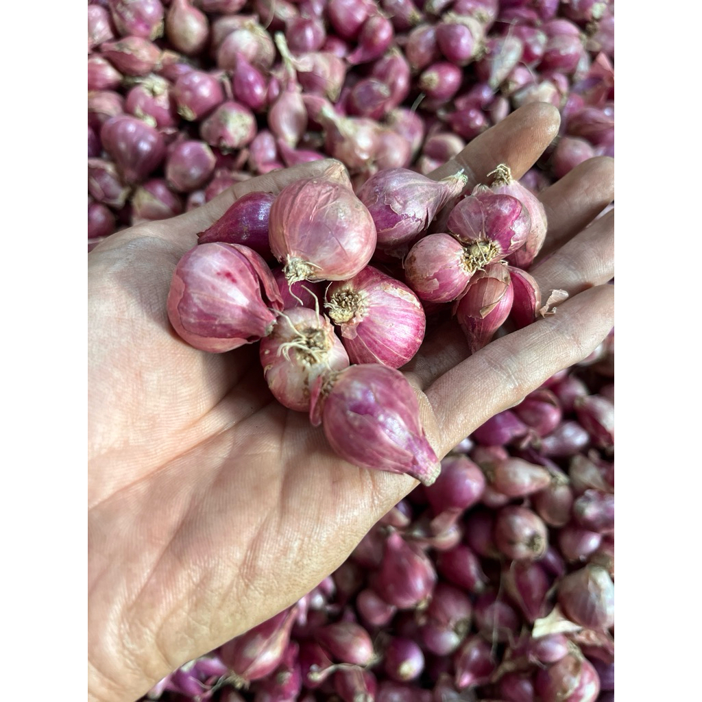 

Bawang Merah Murah Kering Size Campur 500gr