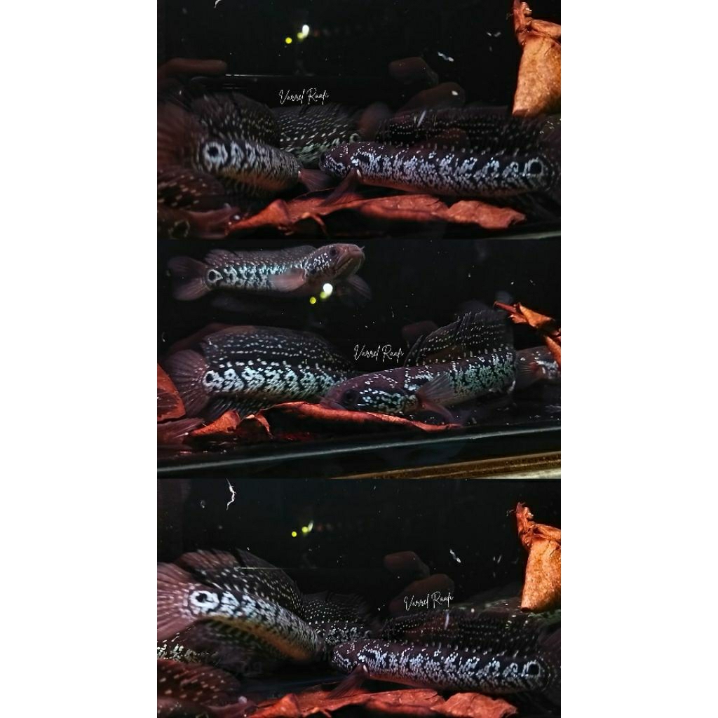 Poster Channa Asiatica White Spot (Fullspotted + Highfin)