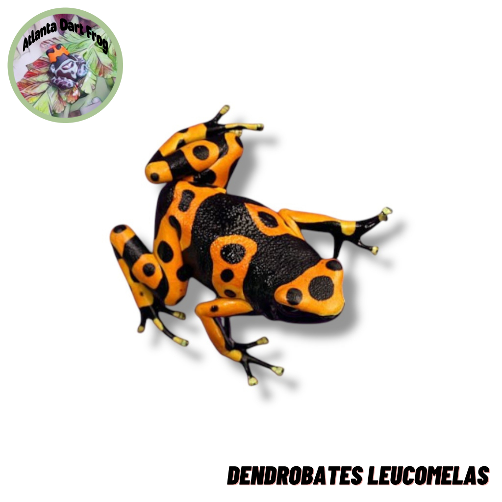 Dart Frog / Katak Panah Dendrobates Leucomelas