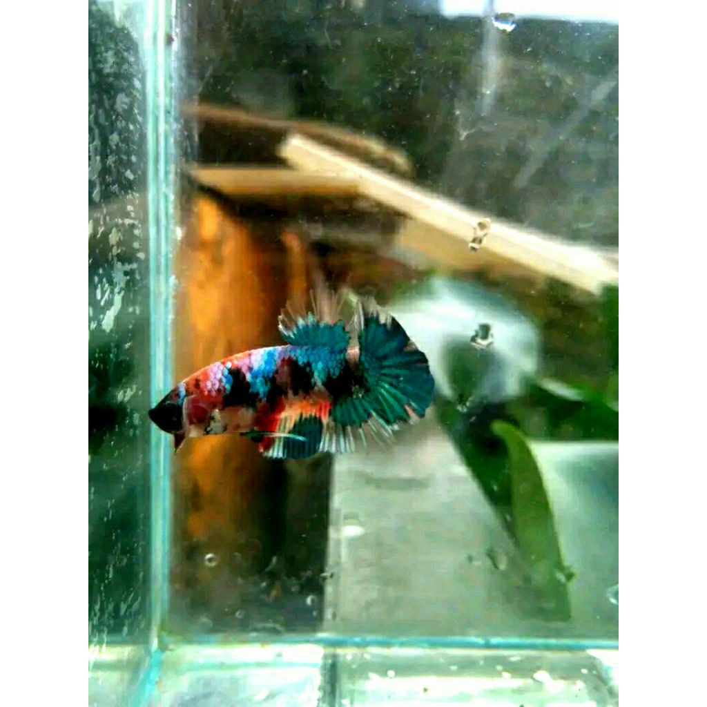 ikan cupang plakat multicolor