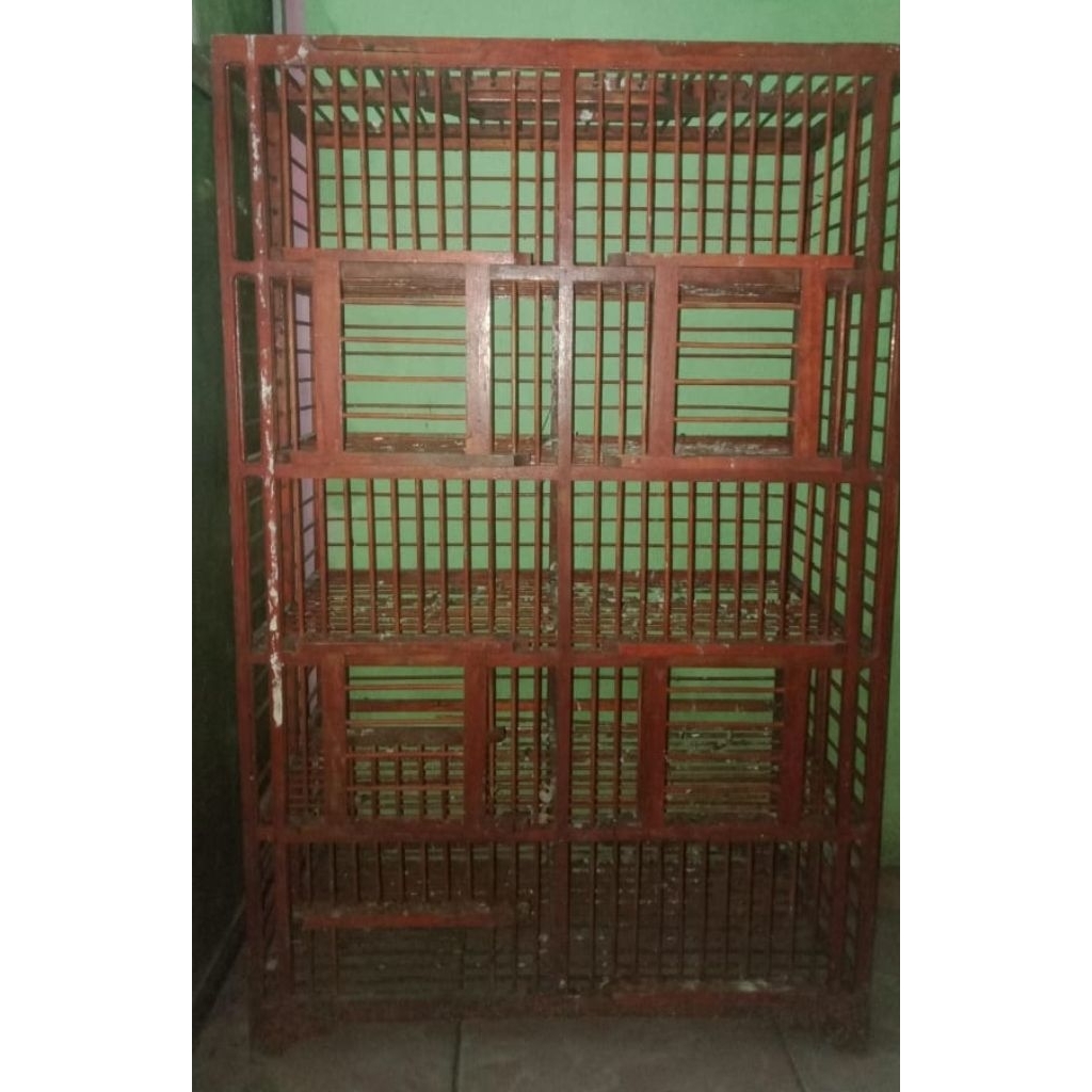 dondang lepas kandang pelepas burung merpati dara kolongan tomprang ukuran jumbo kayu jati