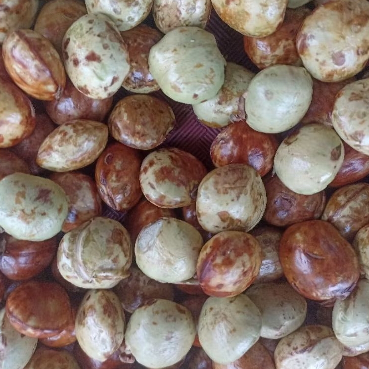 

INSTAN KOTA JAMBI Jengkol per 10btr