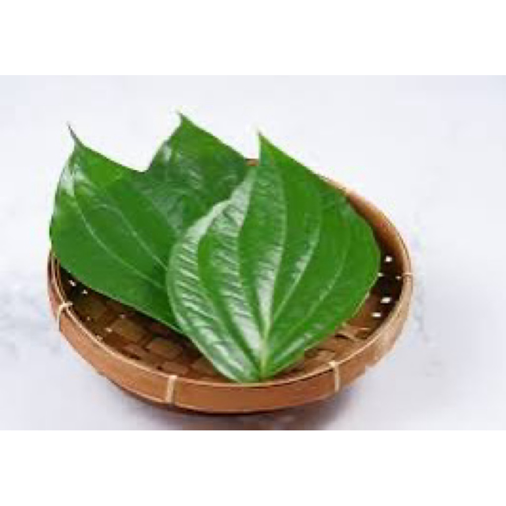 

Daun Sirih segar besar Langsung di petik Dari kebun Alami Di petik ketika ada yg order