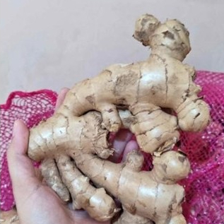 

JAHE GAJAH SEGAR MURAH 1 Kg