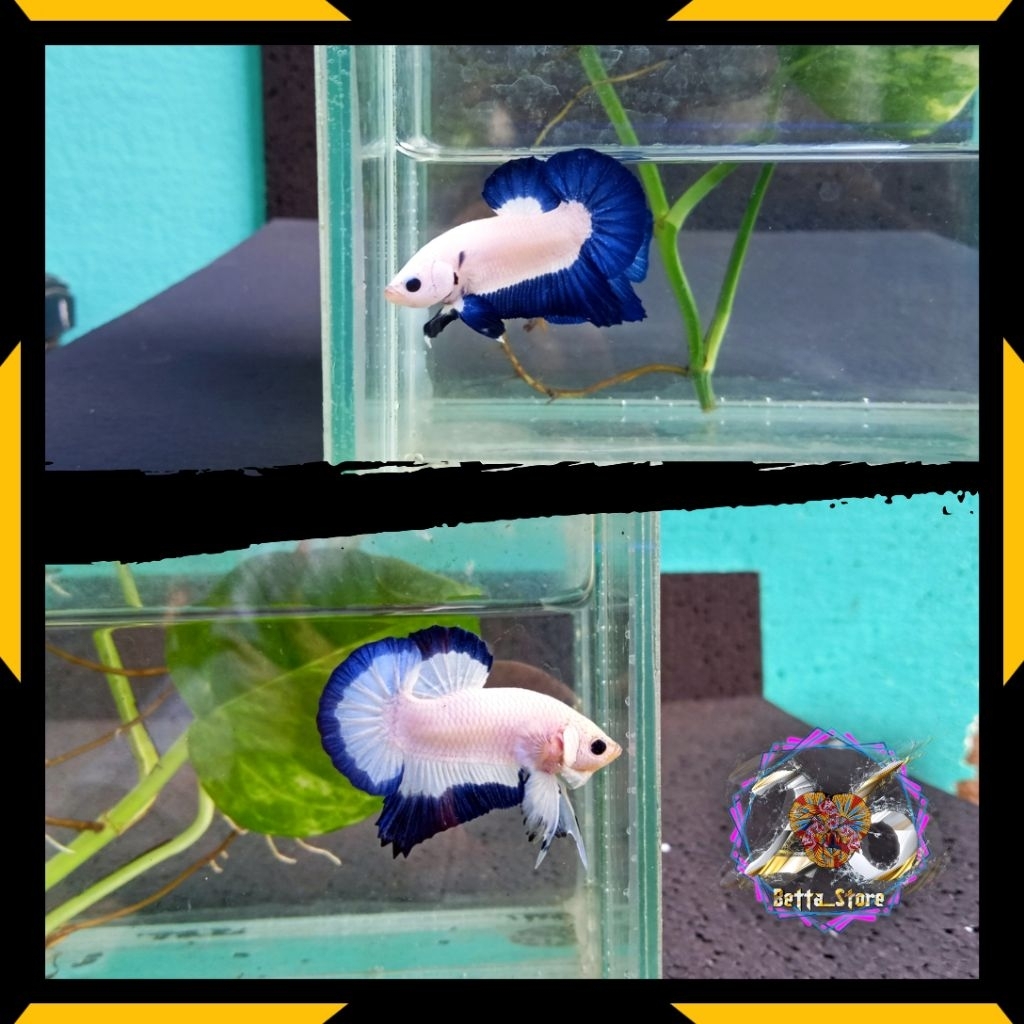 Bluerim clean/plakat bluerim/bluerim butterfly/bluerim bicolour/cupang bluerim