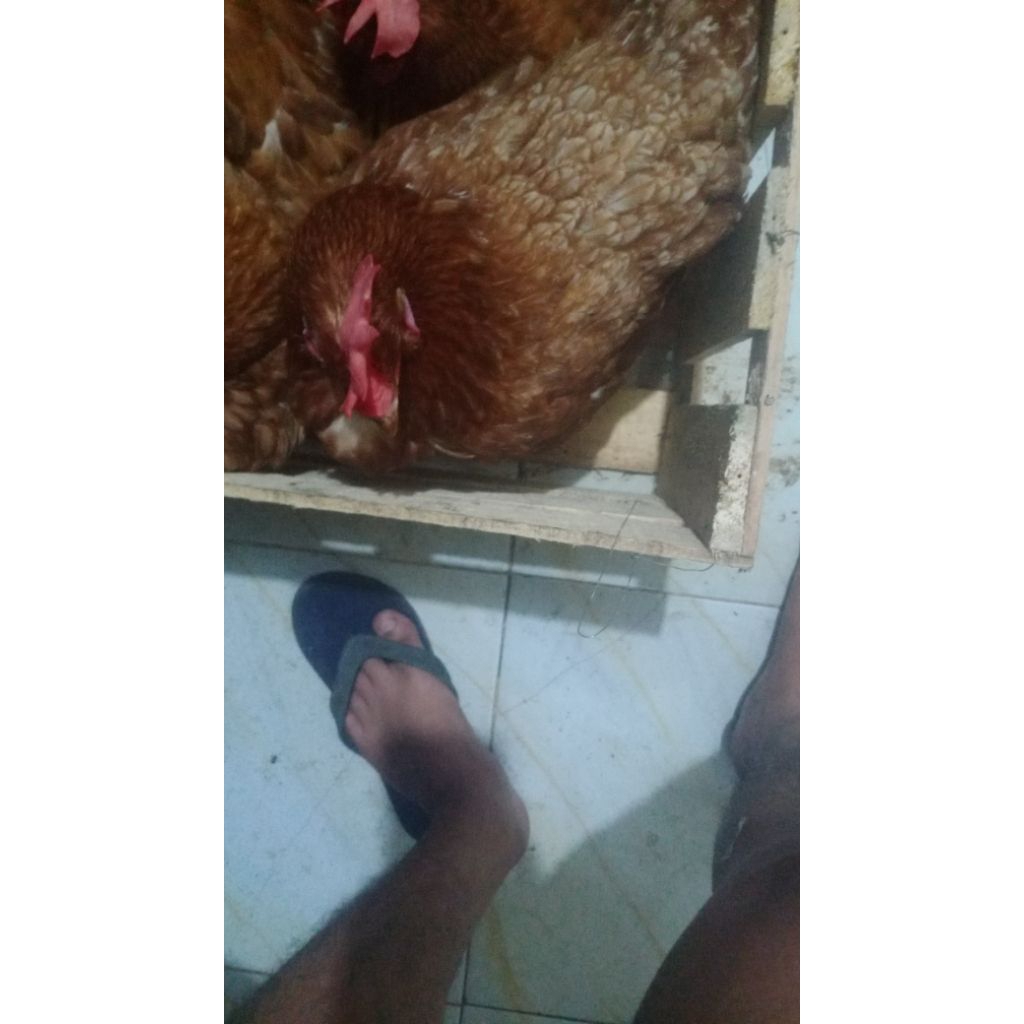 

ayam petelur murah