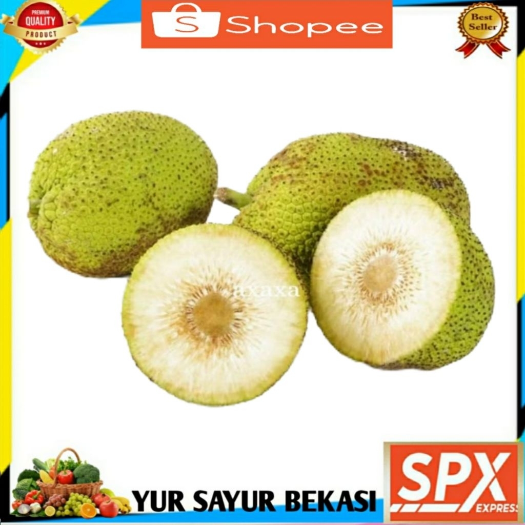 

Buah Sukun (Perbiji).