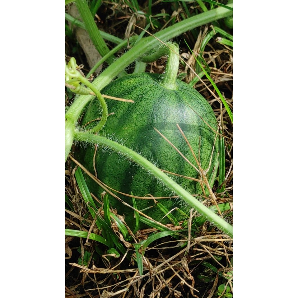 

Buah semangka ukuran 1-4Kg premium kuality