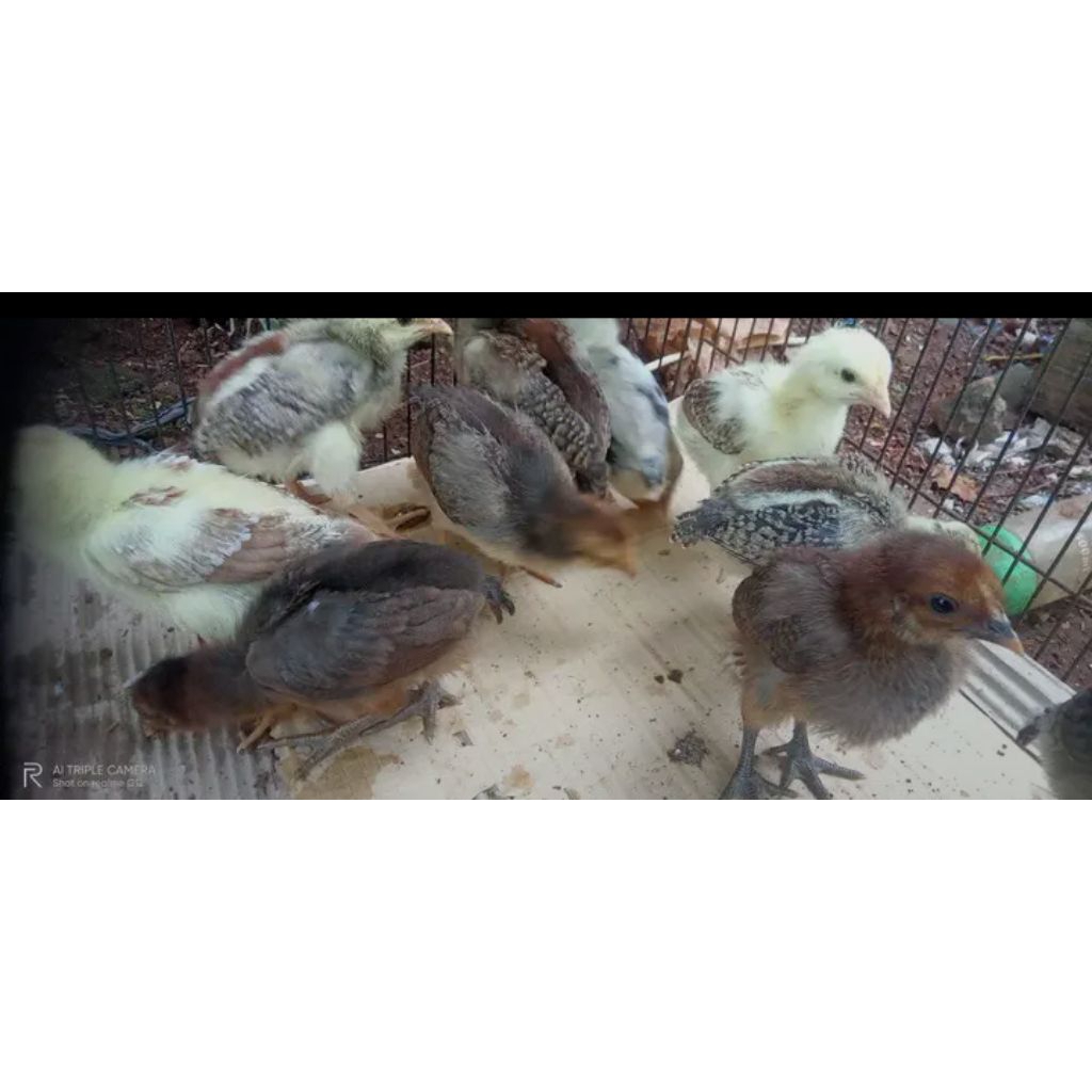 DOC Anak Ayam Kampung Yudistira AKY