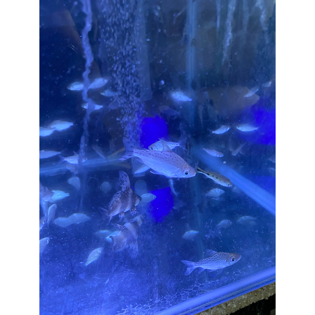 Red feifeng / RFF pemakan alga