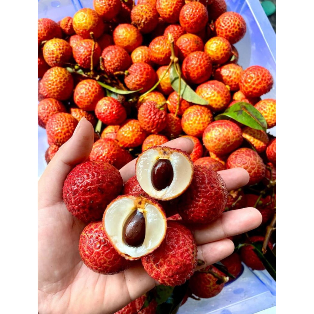 

LECI MADU SEGAR PREMIUM | LYCHEE MANIS & JUICY