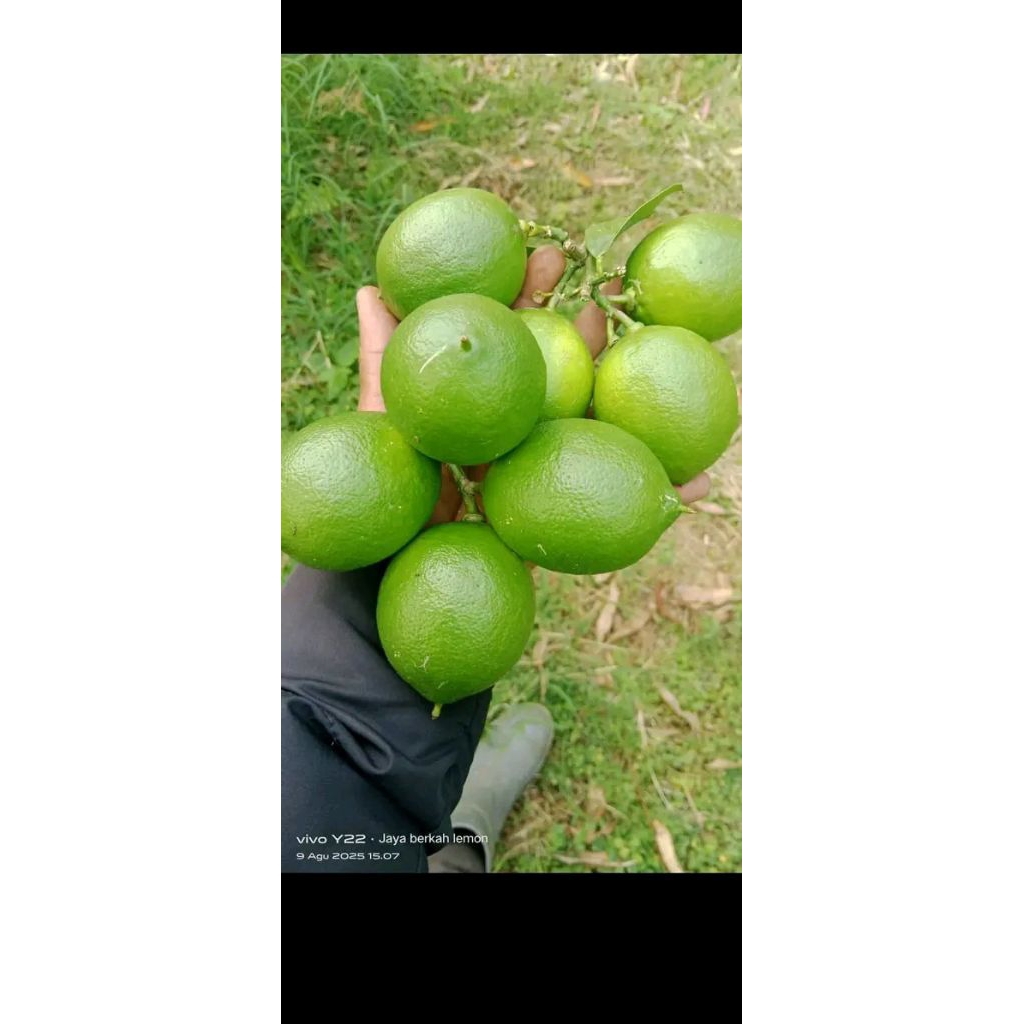 

jeruk lemon califonia