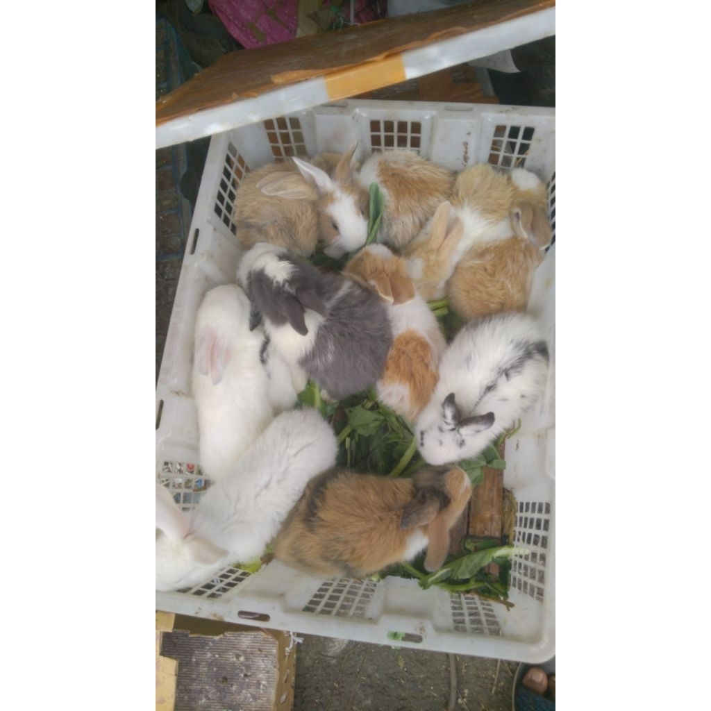 Kelinci Lokal Hidup - Kelinci Siap Kirim Jabodetabek (bisa request) - Kelinci peliharaan