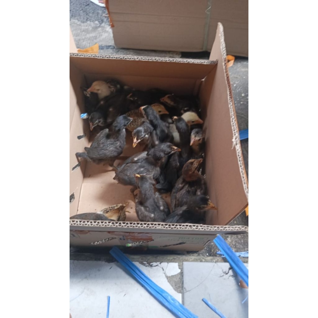 

Ayam Kampung Usia 2 Minggu - Ayam kampung 2 mingguan - Bibit Ayam Kampung