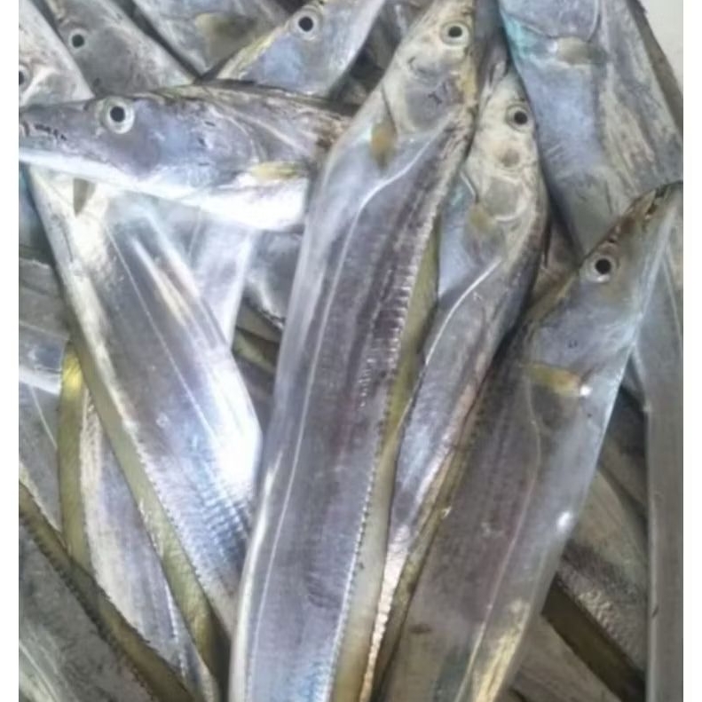 

IKAN LAYUR SEGAR / IKAN LAYUR MARINASI 1KG