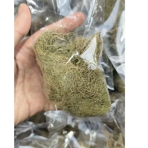 Rumput Akar Atau Kayu Angin