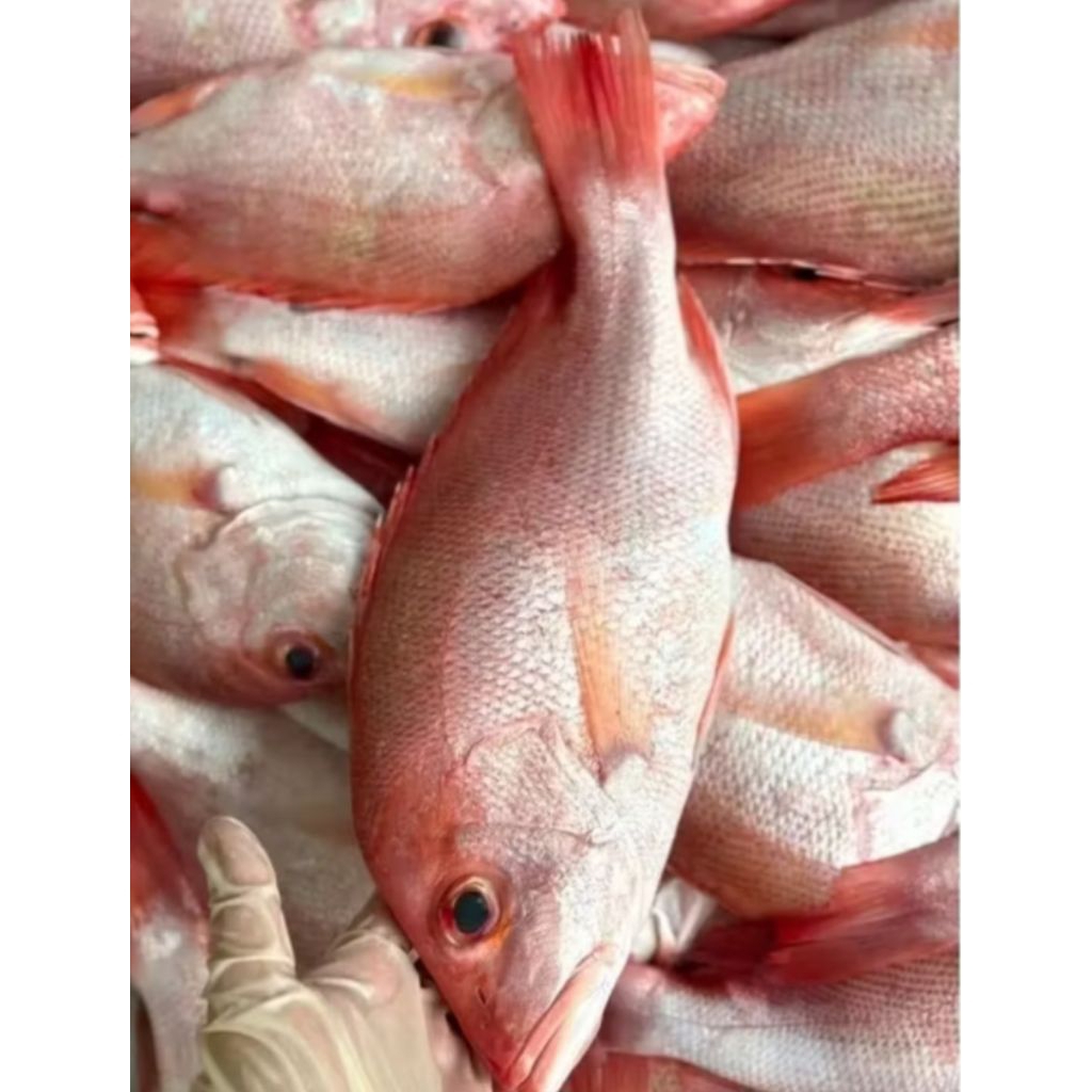 

IKAN KAKAP SEGAR / IKAN KAKAP MARINASI 1KG