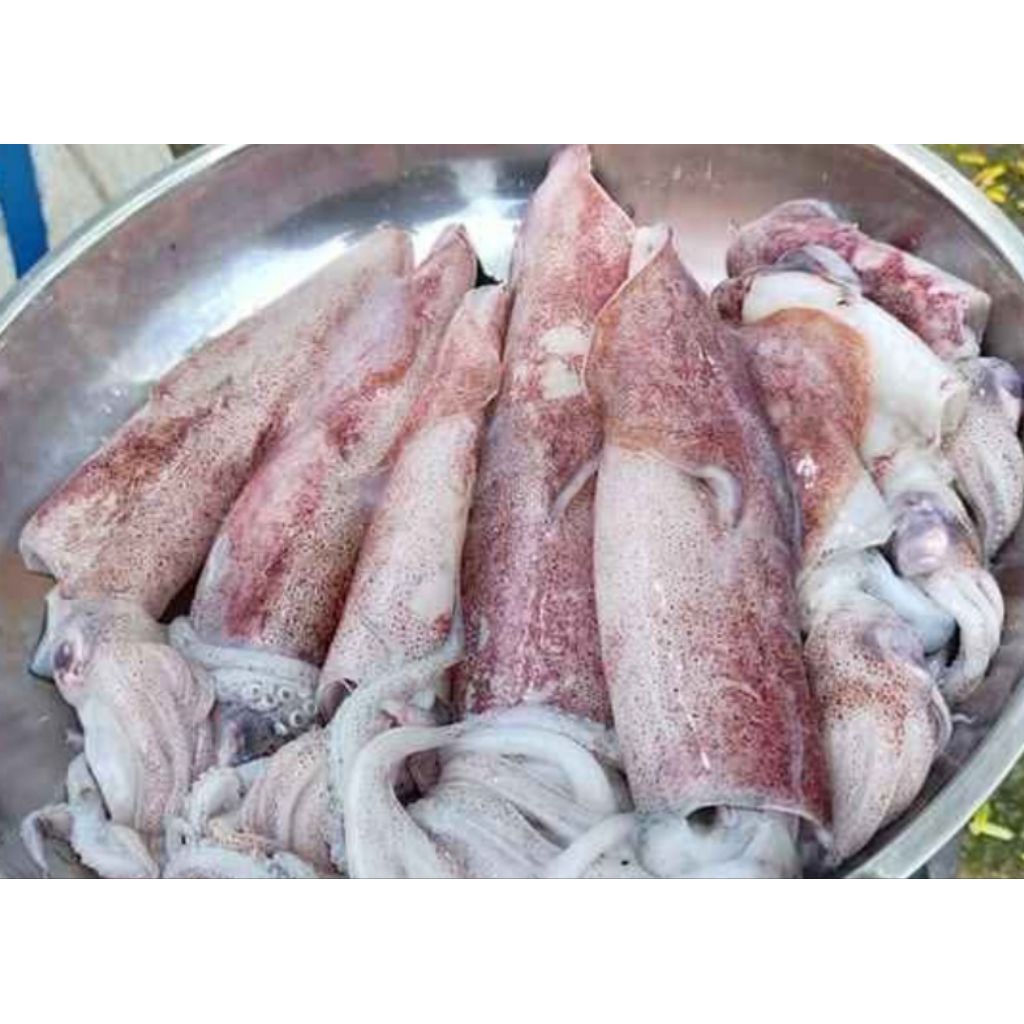 

IKAN CUMI SEGAR 1KG