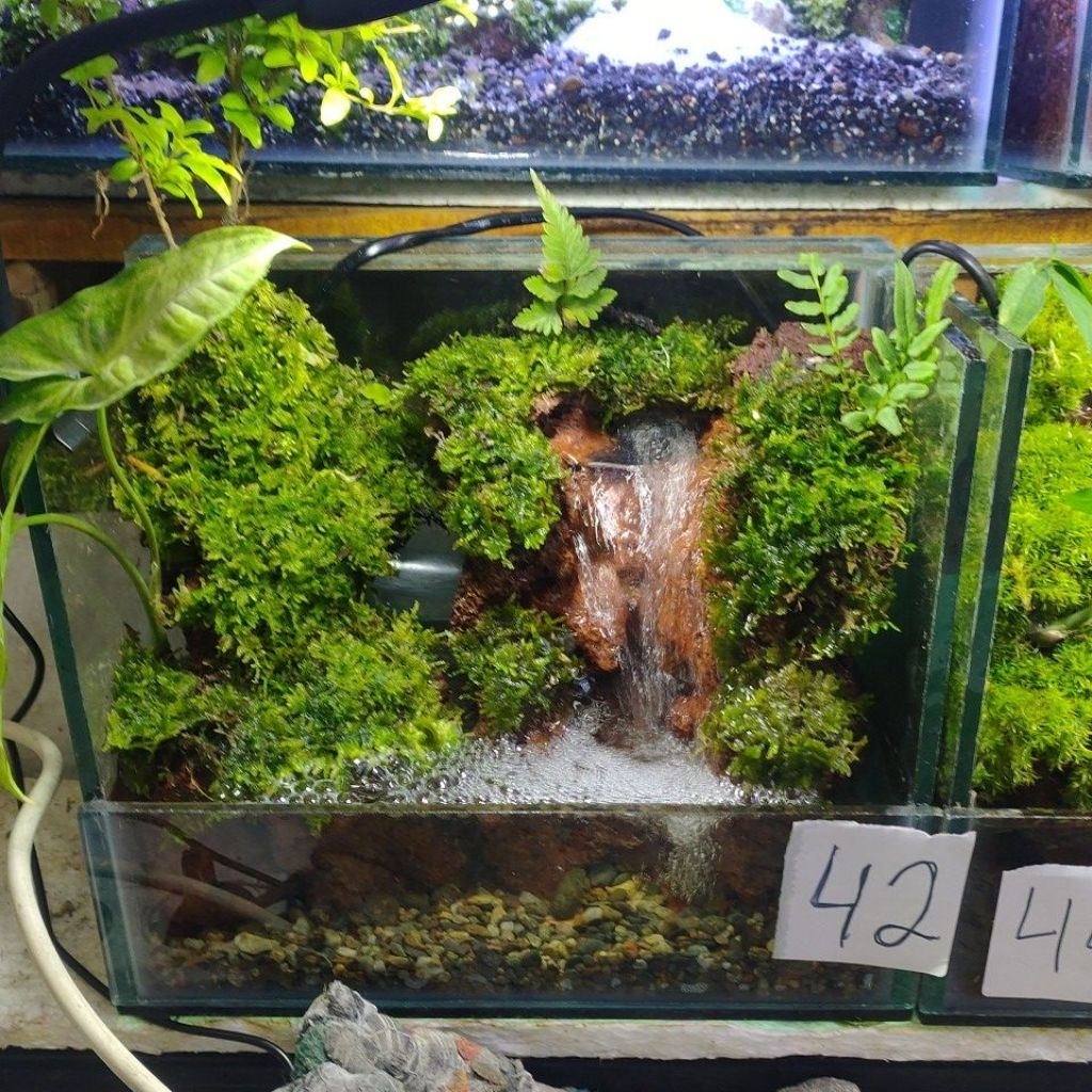 paludarium murah size 25*20*25 cm fullset tinggal isi air aja