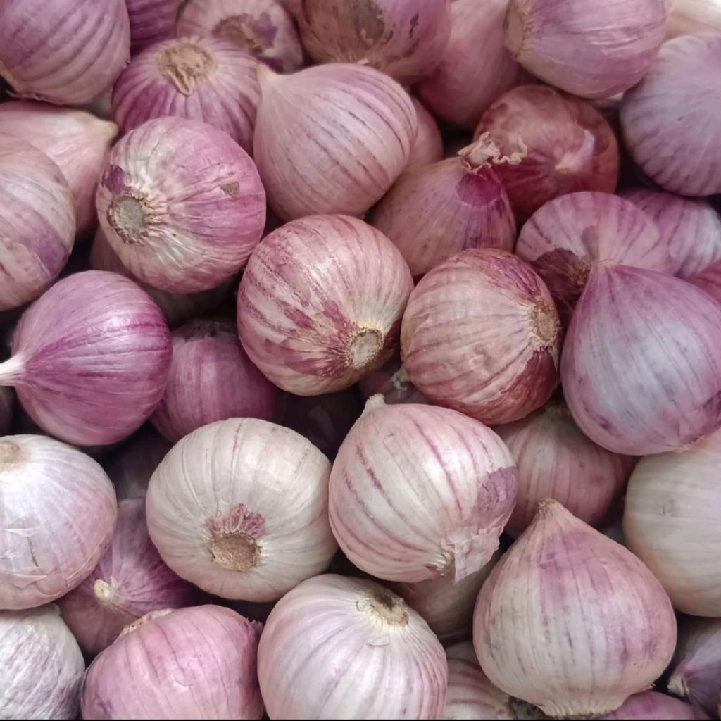 

Bawang Tunggal Kulit Warna Ungu/Bawang Lanang Fresh 500 gr
