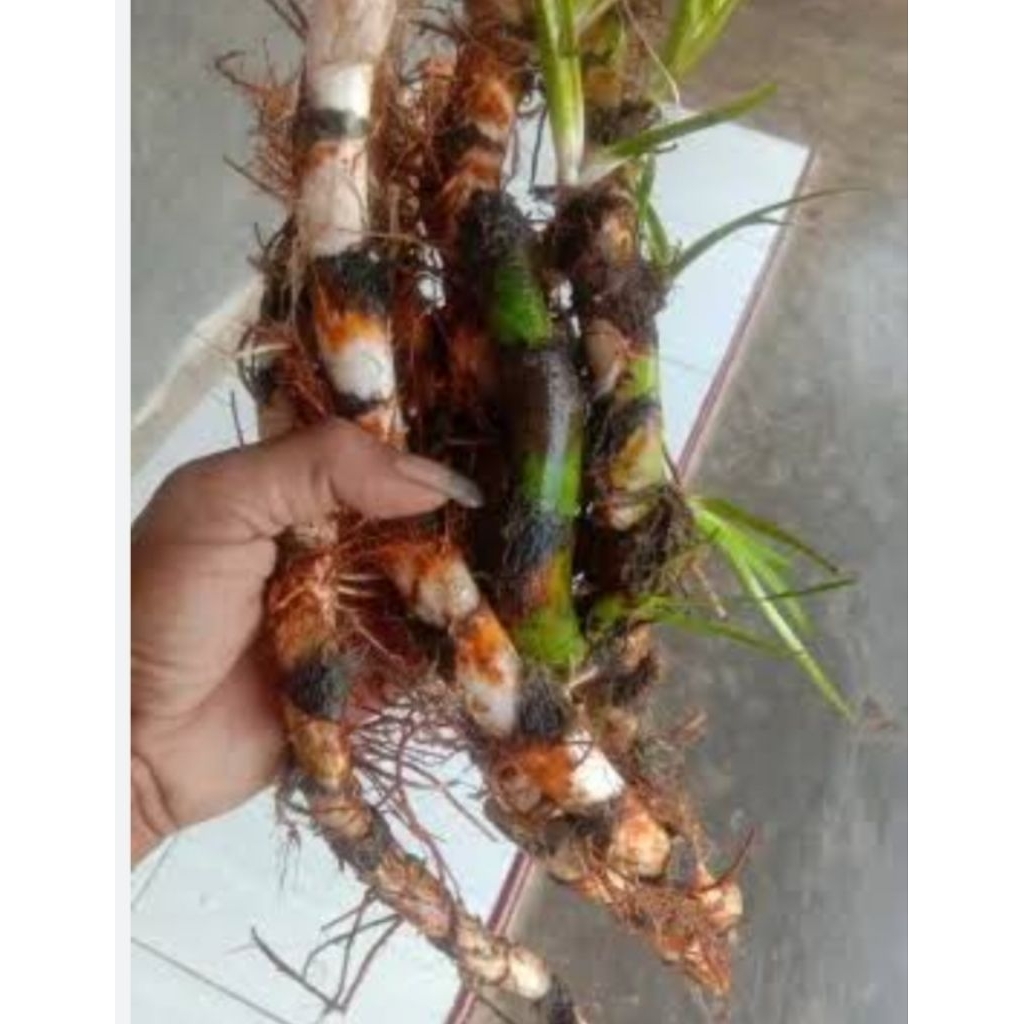 

Dligo/ deligo jaringao 500 grm