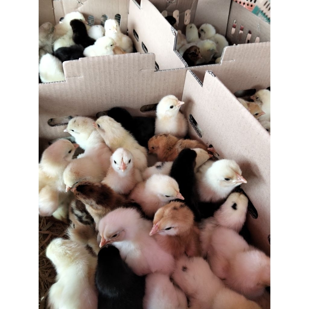 

doc joper - bibit ayam joper - ayam kampung joper sudah vaksin - joper