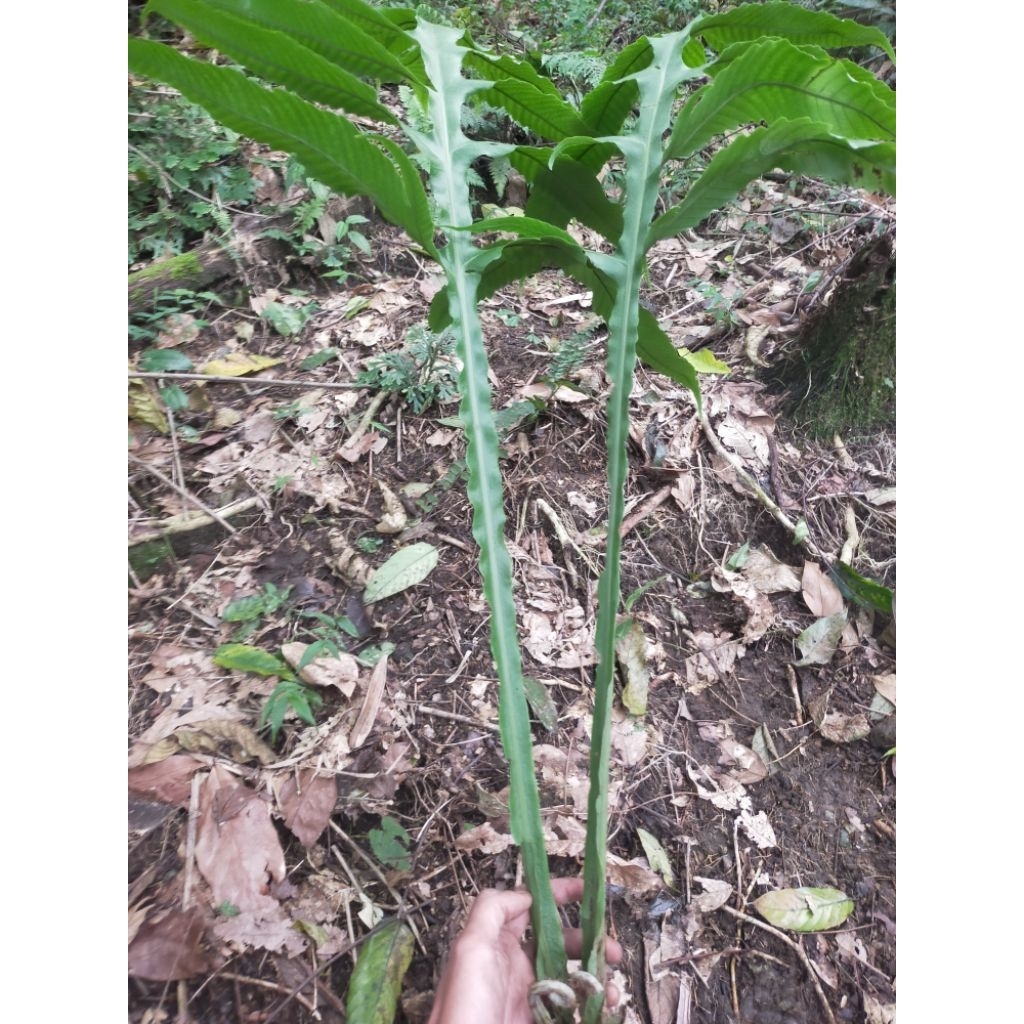 pakis hutan langka satu pohon