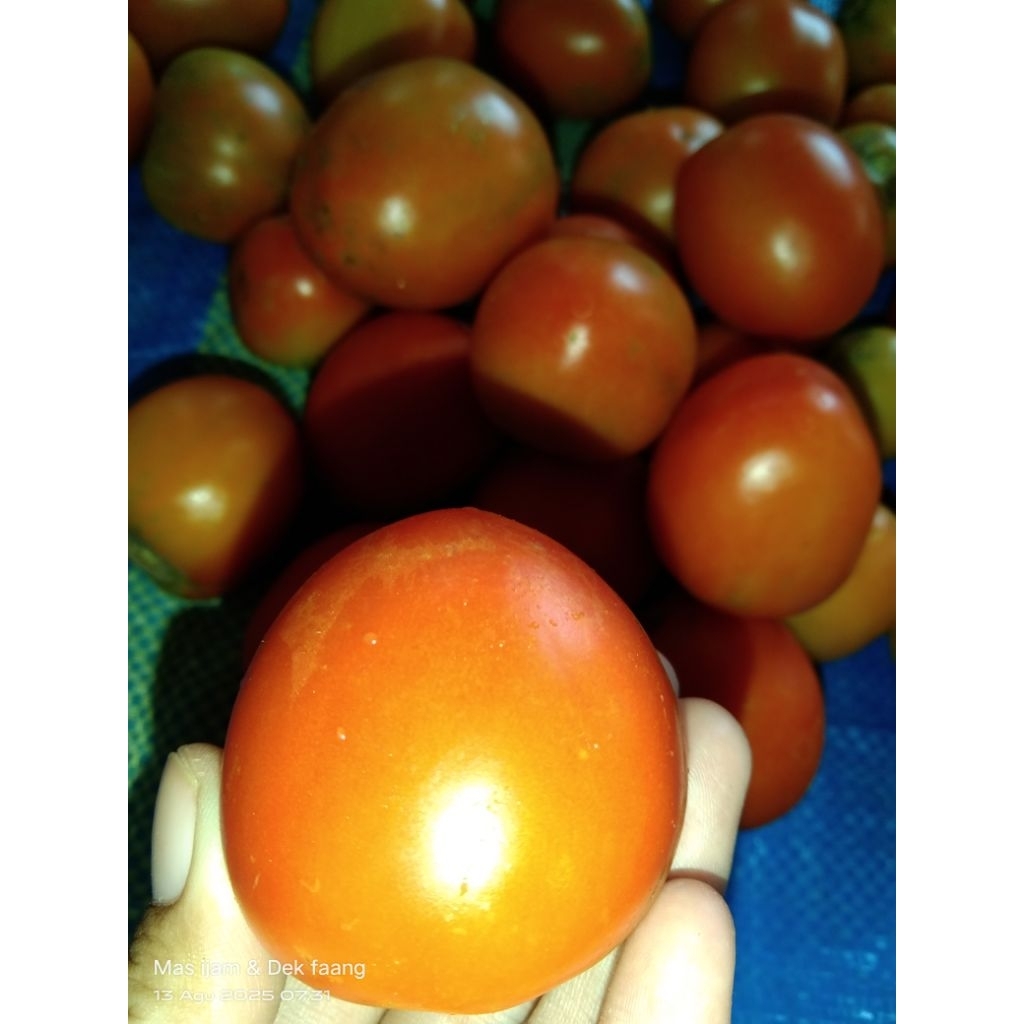 

(TERMURAH) Tomat segar 1kg