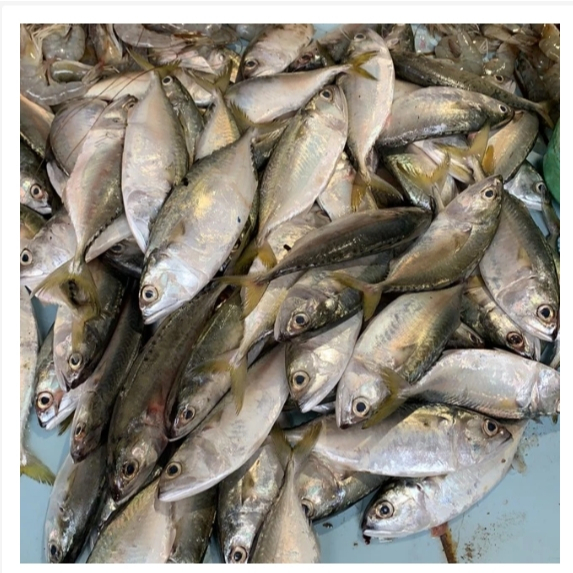 

Ikan kembung segar