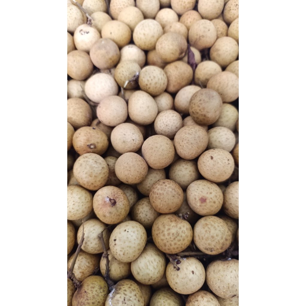 

kirim instant buah lengkeng bangkok thailand 1kg