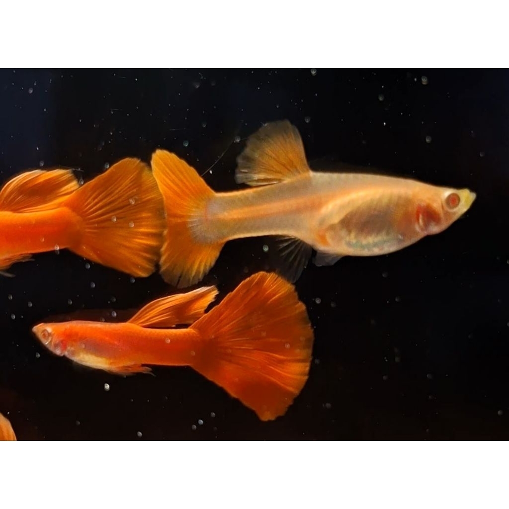 kebutuhan aquarium /stiker dinding jenis guppy afr red ear