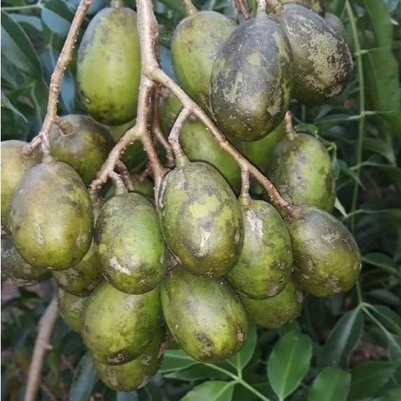 

buah kedongdong segar buat rujak 500 gram
