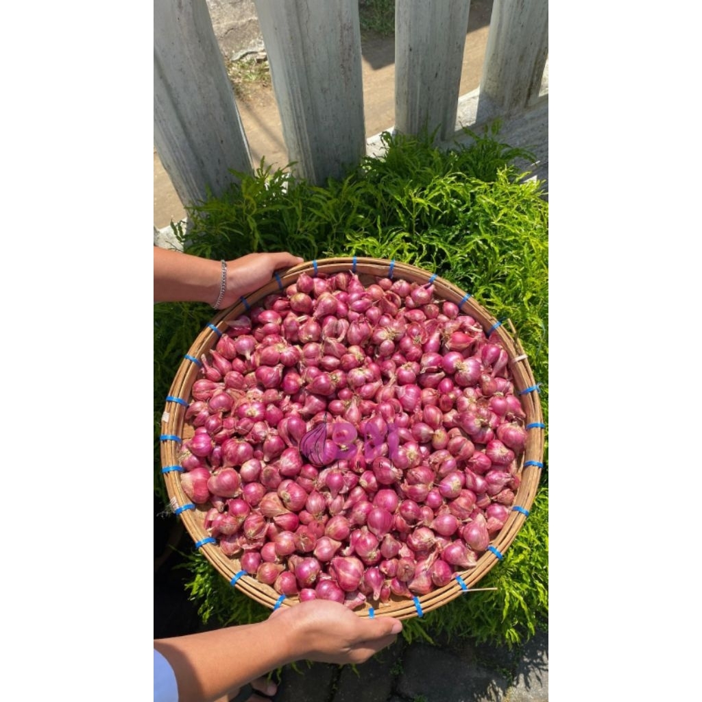 

BAWANG MERAH PROBOLINGGO BESAR SEDANG 250 GRAM