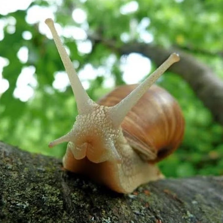 

bekicot keong bekicot belang 1 ekor pakan predator air tawar