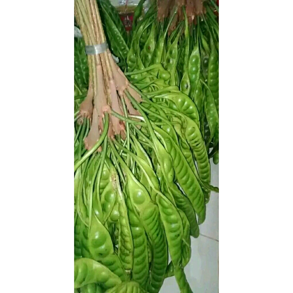 PETE TUA (BUAH PETAI) 1 IKAT ISI 10 PAPAN